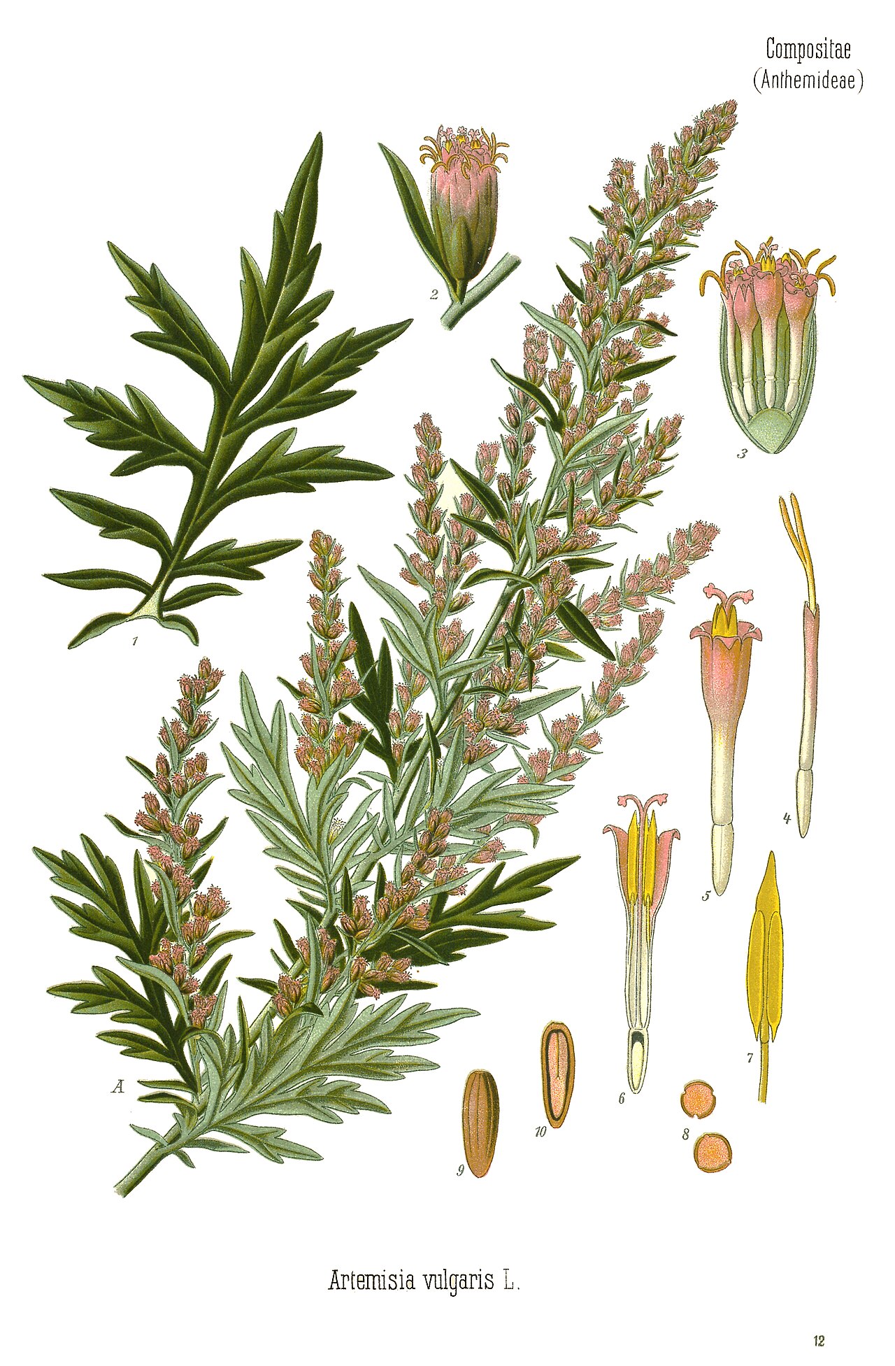 Botanical plate illustration of a flowering herb with yellow blossoms and small oval leaves.
